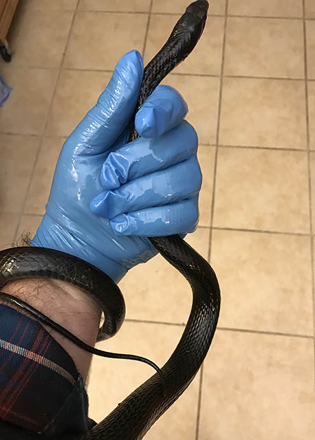 joe snake rescue